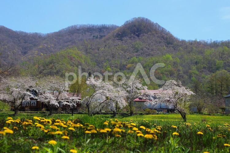 たんぽぽと桜 桜,景色,たんぽぽの写真素材