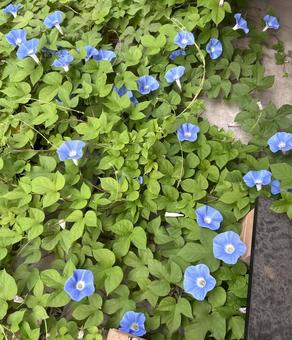 朝顔 朝顔 朝顔,アサガオ,あさがおの写真素材