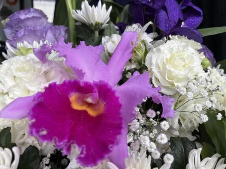 Photo, flower, cattleya, natural, 