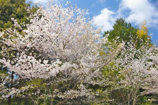 桜 桜の写真