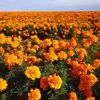 マリーゴールドの丘 マリーゴールドの丘,マリーゴールド,丘の写真素材