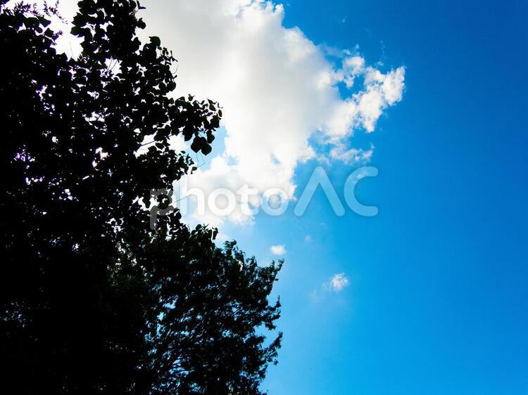 空と雲と木 空,雲,木々の写真素材