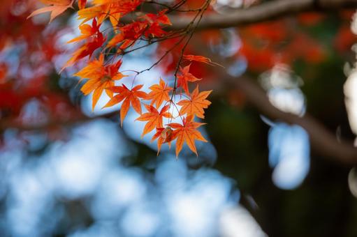 秋素材 秋素材,背景,紅葉の写真素材