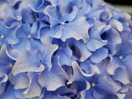 紫陽花 紫陽花の写真