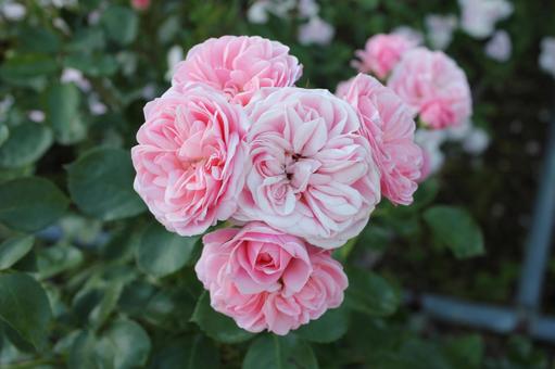 ばら324 ばら324 バラ,rose,初夏の写真素材