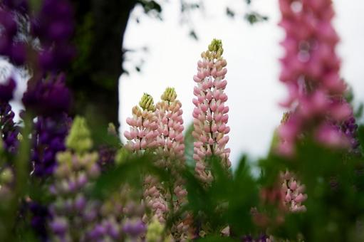 ピンクの花 ピンクの花の写真