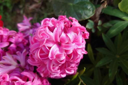 Beautiful hyacinth flowers, JPG Beautiful hyacinth flowers, JPG