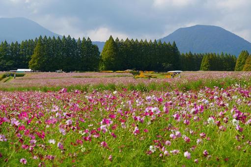宮崎県小林市の生駒高原のコスモス 宮崎県,小林市,生駒高原の写真素材