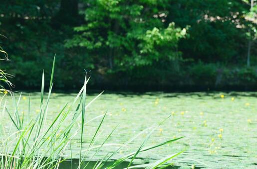 Pond and lotus, JPG