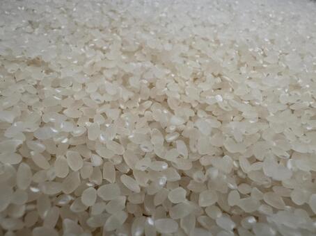 お米（コシヒカリ） 米,rice,米粒の写真素材