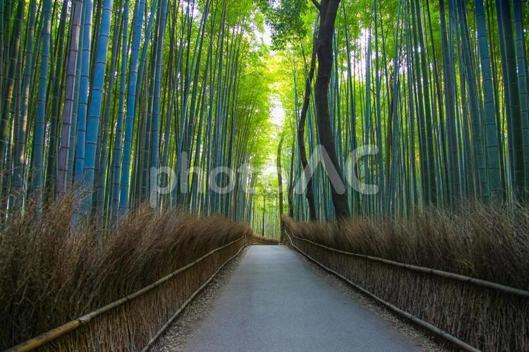 京都　竹林の小径 竹林,小径,道の写真素材