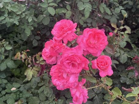 花 花の写真