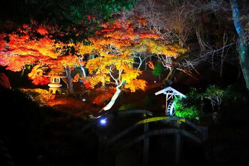 尾関山公園の紅葉ライトアップ 紅葉,もみじ,桜の写真素材