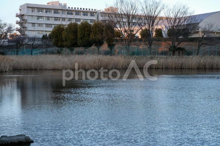 白幡沼公園の風景 白幡中学校,白幡沼公園,校舎の写真素材