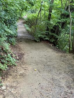 夏の高尾山　四号路　ハイキングコース 四号路,ハイキングコース,森の写真素材