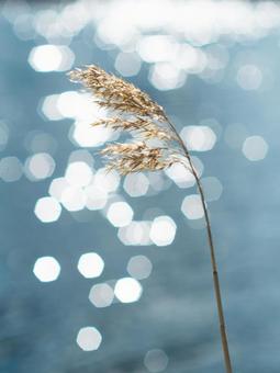 キラキラのススキ ススキ,背景ボケ,玉ボケの写真素材