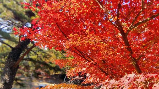 もみじ 自然,風景,景観の写真素材