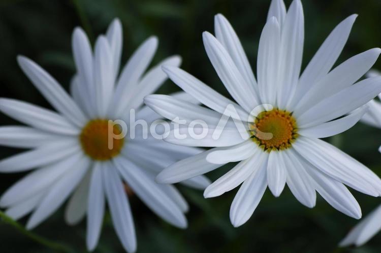 １月下旬の温室のマーガレットの花 背景,マーガレット,花の写真素材
