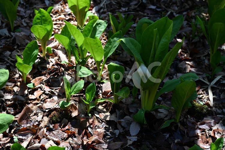 前橋市嶺公園で撮ったミズバショウ 地面,春の花,野花の写真素材