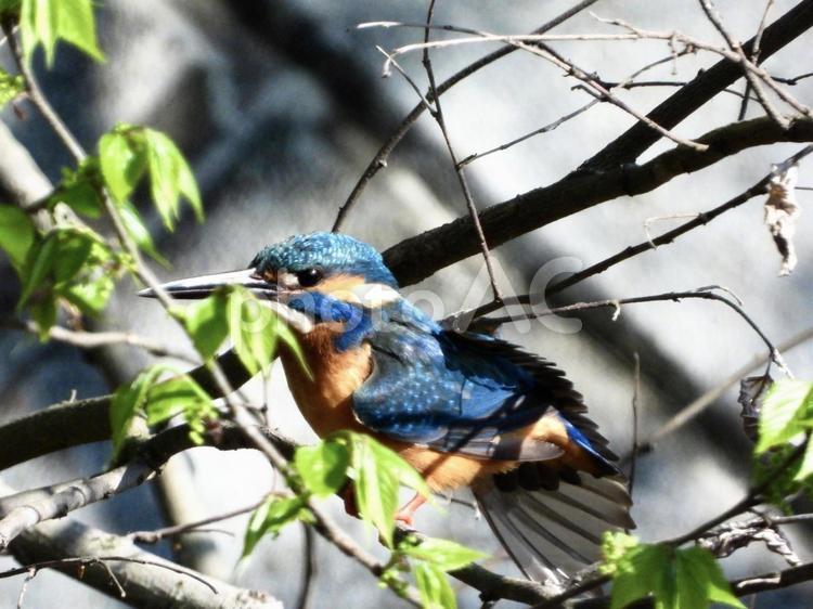 ポーズをとるカワセミ 鳥,野鳥,カワセミの写真素材