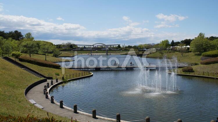 公園の池と噴水 池,噴水,公園の写真素材