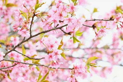 Kawazu cherry blossoms 2, JPG
