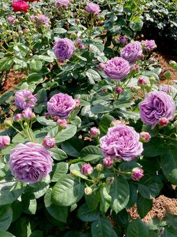 バラ バラ バラ,ローズ,花びらの写真素材