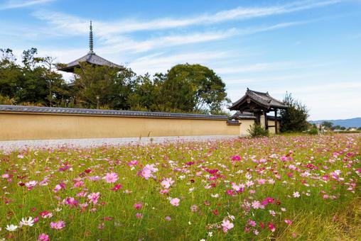 奈良法起寺、青空に映えるコスモス 奈良法起寺、青空に映えるコスモス 法起寺,コスモス,コスモス畑の写真素材
