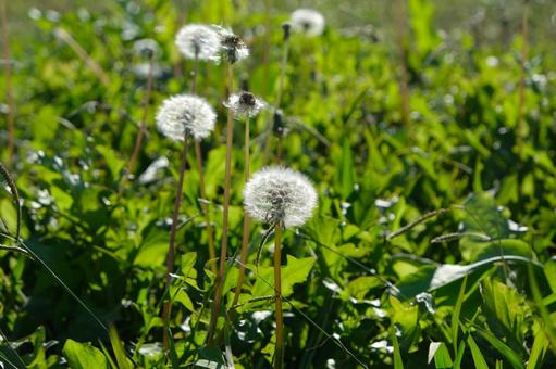 新緑の草原に輝くタンポポの綿毛 タンポポ,たんぽぽ,綿毛の写真素材
