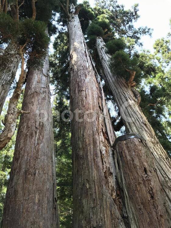 鎮守の森で 木材,木,何人もありませんの写真素材