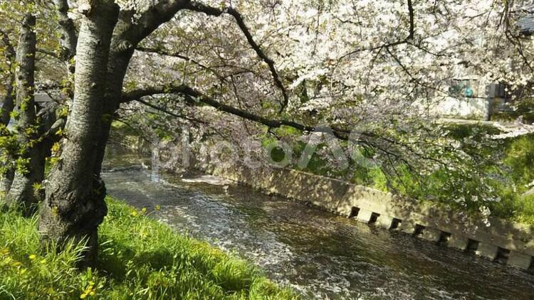 2017なごり桜⑨ 五条川,桜の写真素材