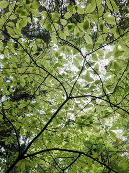 森林 森林の写真