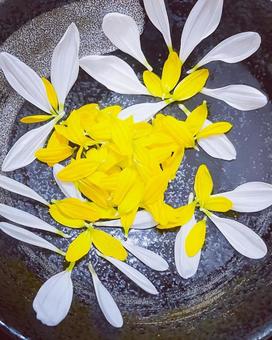 菊花ちりばめ 菊花ちりばめの写真