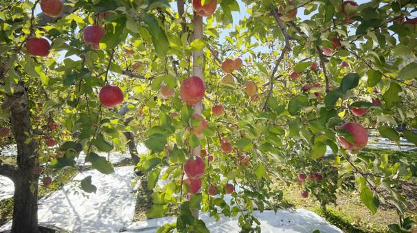 信州長野のりんごの木に赤い林檎 リンゴ,りんご,林檎の写真素材