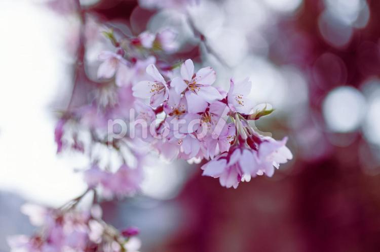 うつむき桜 桜,サクラ,ピンクの写真素材