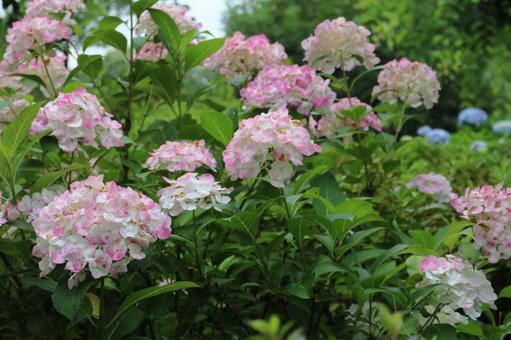 紫陽花 紫陽花の写真