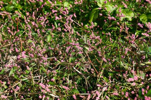 イヌタデ イヌタデ,ピンク,色の写真素材