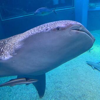 Whale shark, JPG