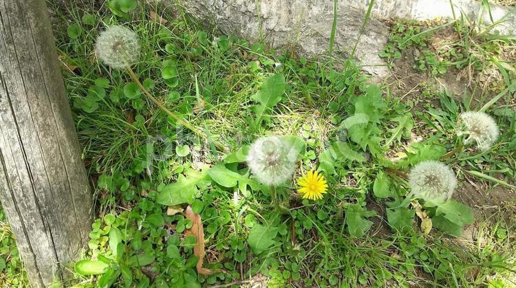 たんぽぽと綿毛 綿毛,タンポポ,植物の写真素材