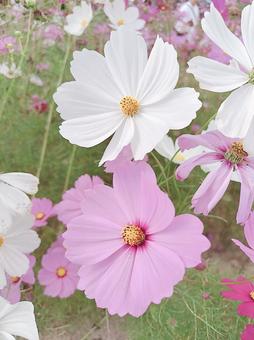 お花(コスモス) コスモス,花,ピンクの写真素材