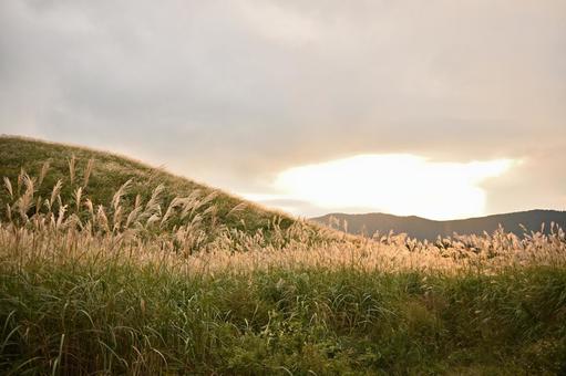夕日に手照らされ煌めく仙石原すすき草原 夕日に手照らされ煌めく仙石原すすき草原 ススキ,仙石原,秋の写真素材