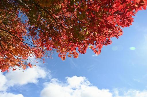 長野県の蓼科湖畔の紅葉と青空の風景の写真