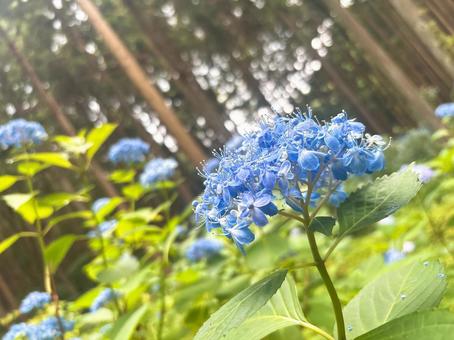 青色あじさい 青色あじさい 紫陽花,あじさい,森の写真素材