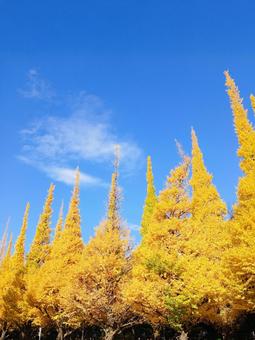 神宮外苑イチョウ並木 神宮外苑,明治神宮外苑,イチョウ並木の写真素材