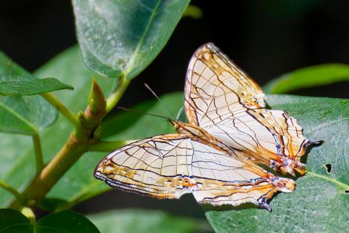 葉に留まるイシガケチョウ 葉に留まるイシガケチョウ イシガケチョウ,石崖蝶,石垣蝶の写真素材
