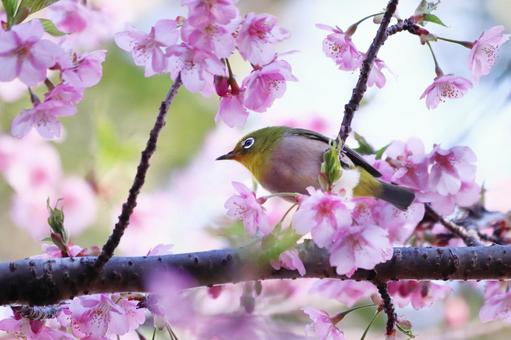 河津桜にとまるメジロ 桜,メジロ,春の写真素材