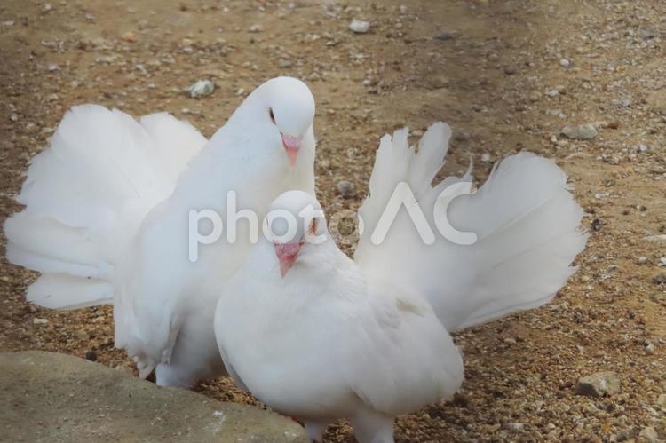 クジャクバトのつがい 鳩,白鳩,クジャクバトの写真素材