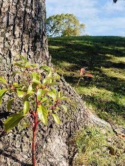 将来 自然,木,風景の写真素材