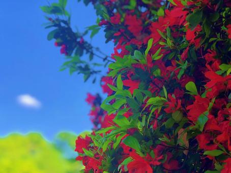 赤い綺麗な花 上野公園,神社,晴れの写真素材