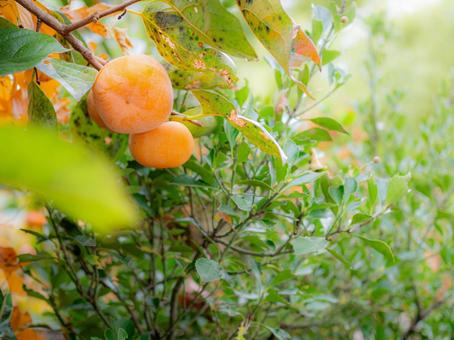 旬の味覚！柿 柿,秋,ぼかしの写真素材
